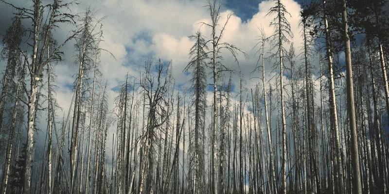 从涂鸦艺术到后端开发：编程资源如何重塑数字创造力