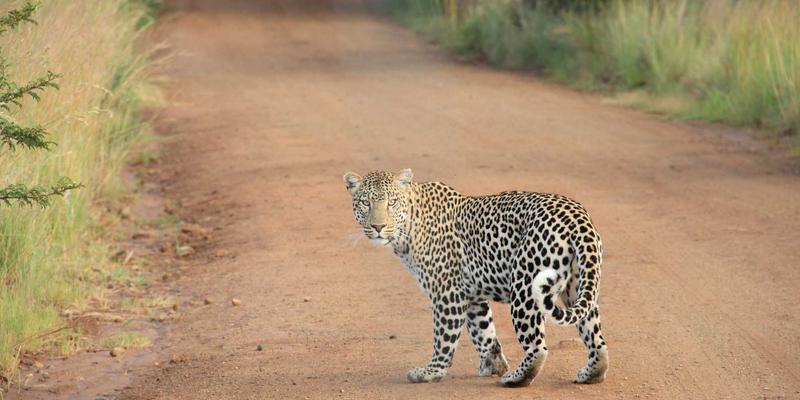 网络技术51：当涂鸦艺术遇见前端开发，探索创意编程资源新边界