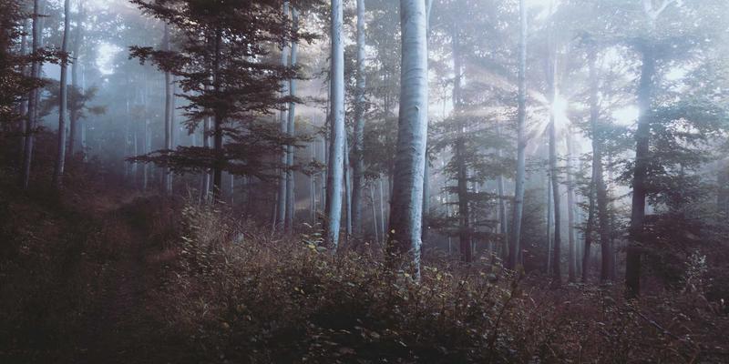 网络技术实战指南：从前端开发到资源整合的高效路径